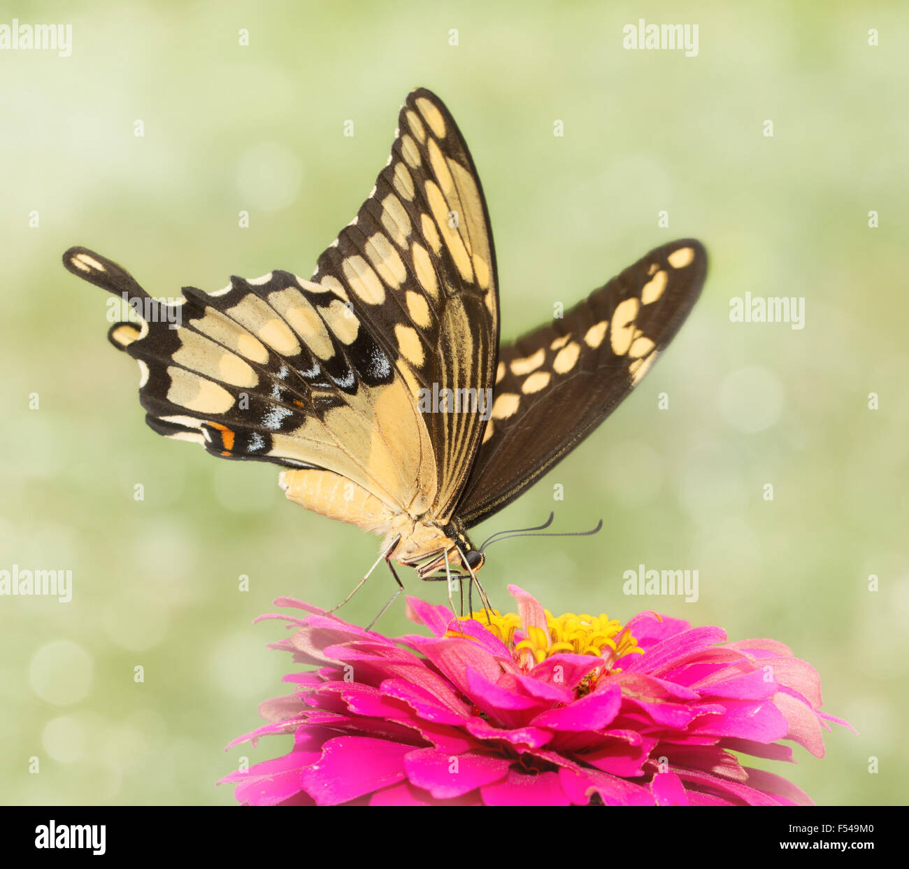 Verträumte Bild von einem riesigen Schwalbenschwanz Schmetterling Fütterung auf eine rosa Blume Zinnie Stockfoto