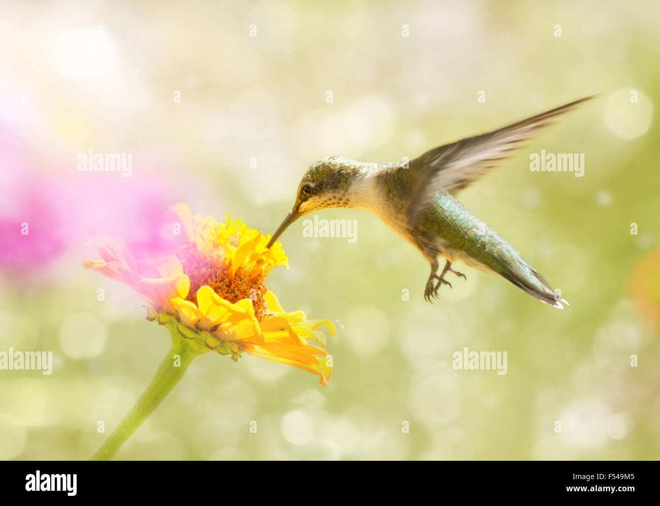 Verträumte Bild eines juvenilen Männchen Ruby – Throated Kolibris Fütterung auf eine orangefarbene Blume Zinnie Stockfoto