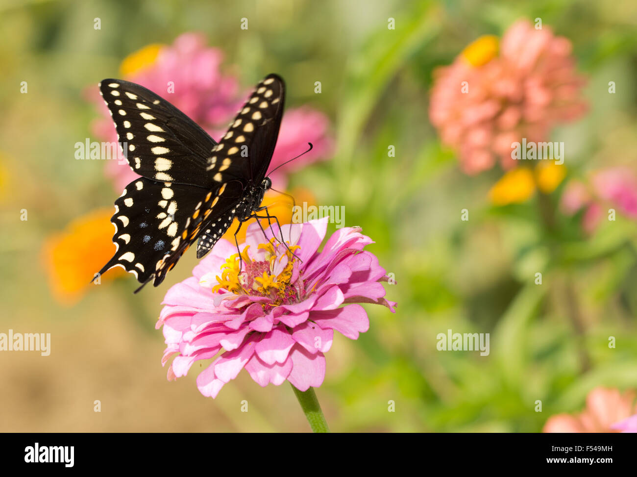 Östlichen schwarzen Schwalbenschwanz Schmetterling Fütterung auf eine rosa Zinnia im Sommergarten Stockfoto