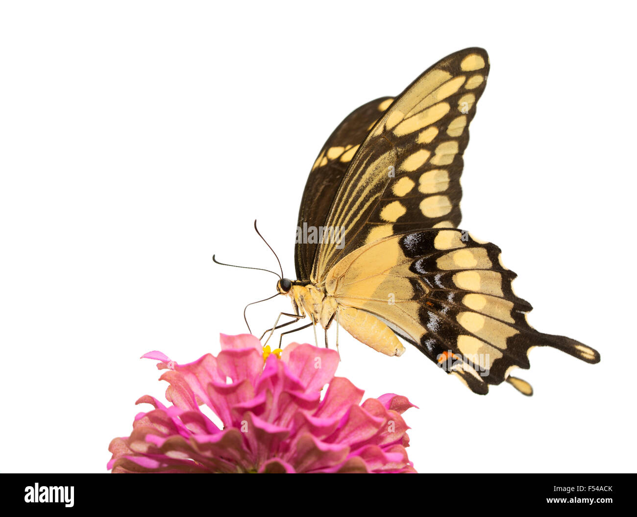 Riesige Schwalbenschwanz Schmetterling Fütterung auf eine rosa Zinnia, isoliert auf weiss Stockfoto