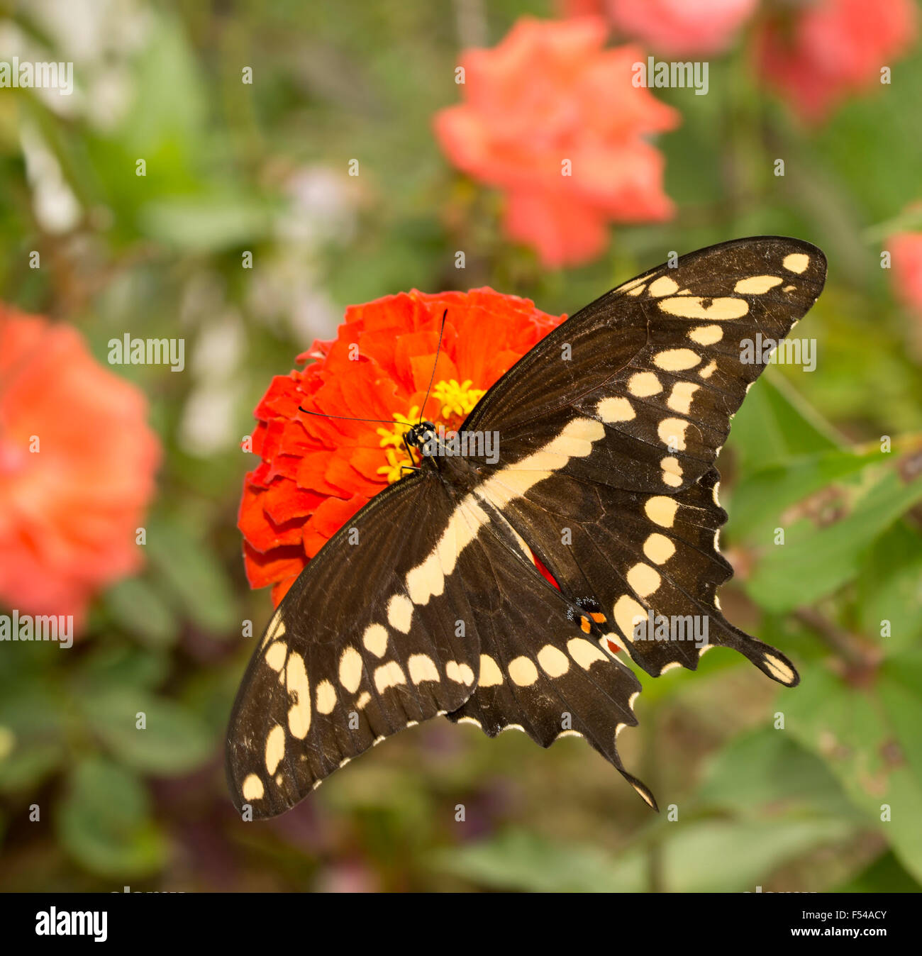 Dorsale Ansicht der Papilio Cresphontes, riesigen Schwalbenschwanz Schmetterling Fütterung auf eine rote Zinnia Blume im Garten Stockfoto