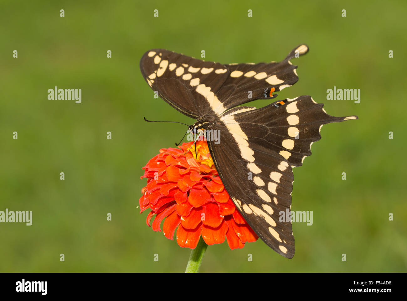 Dorsalansicht einen riesigen Schwalbenschwanz Schmetterling Fütterung auf eine orangefarbene Zinnia Blume mit grünen Sommer Hintergrund Stockfoto