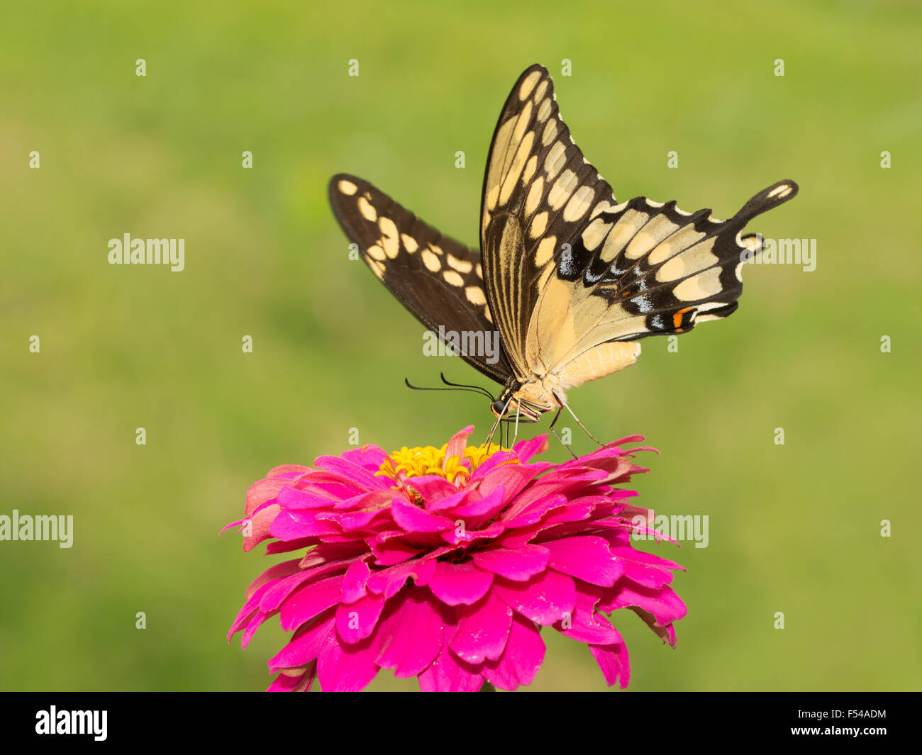 Papilio Cresphontes, riesigen Schwalbenschwanz Schmetterling Fütterung auf eine heiße rosa Zinnia im Sommergarten Stockfoto