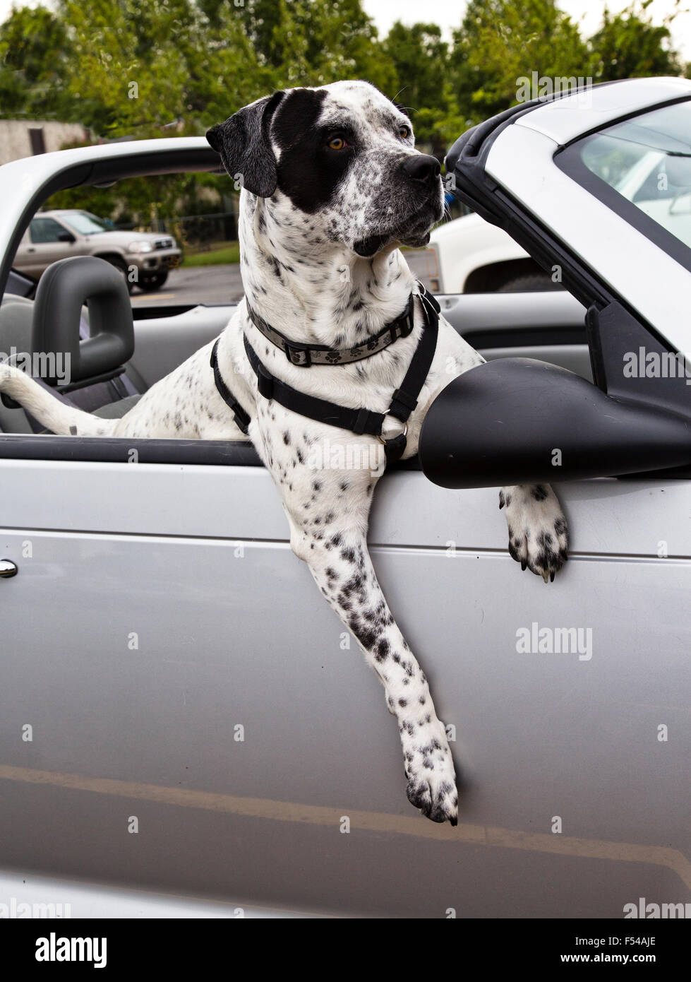 Amerikanische Bulldogge gekreuzt mit deutschen Kurzhaar-Pointer, für eine Fahrt. Stockfoto