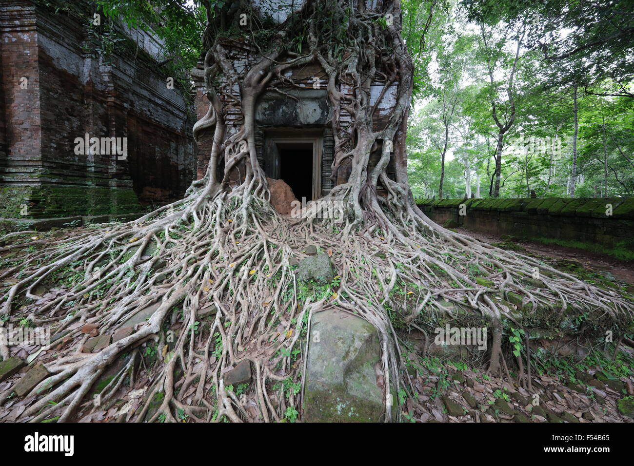 Wurzeln, die abfließende Tempel in Koh Ker, Kambodscha Stockfoto