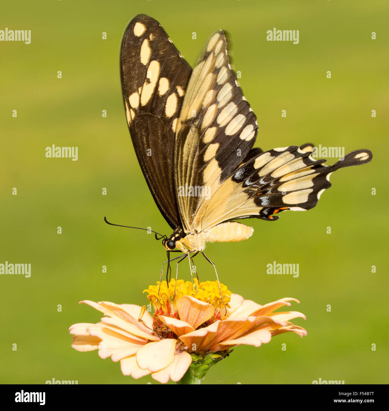 Riesige Schwalbenschwanz Schmetterling Fütterung auf eine leichte orange Zinnie mit grünem Hintergrund Stockfoto