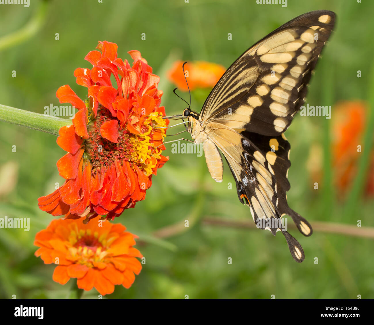 Riesige Schwalbenschwanz Schmetterling Fütterung auf eine orangefarbene Zinnia Blume, mit seiner oberen Flügel in Bewegung Stockfoto