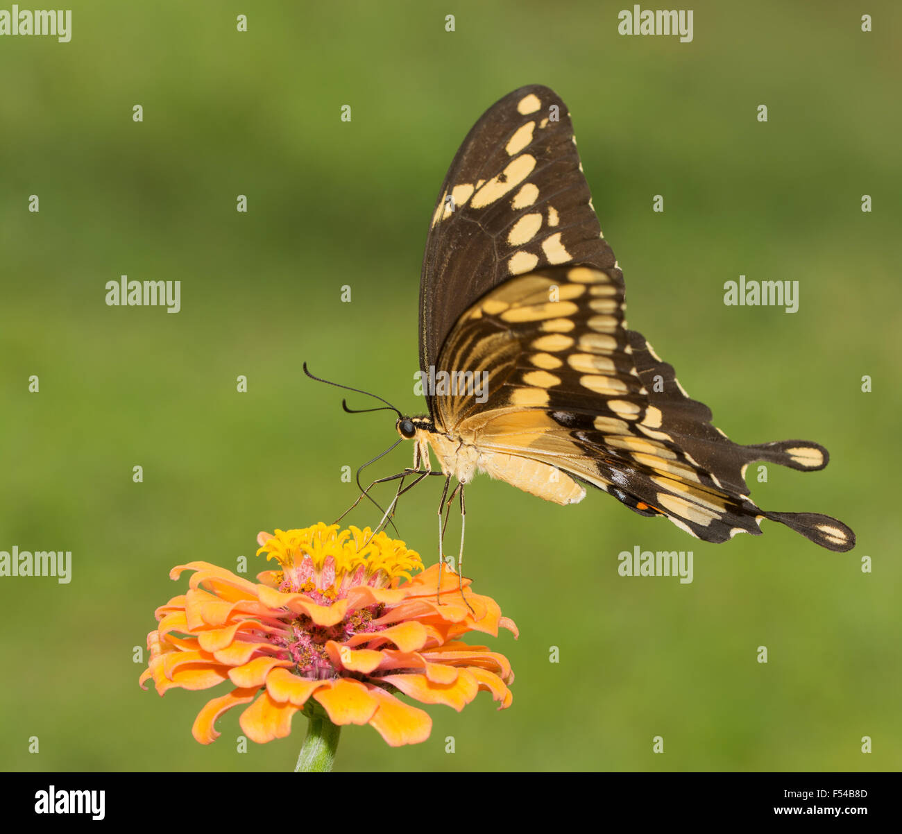 Riesige Schwalbenschwanz Schmetterling Fütterung auf eine orange Zinnia grünen Sommer Hintergrund Stockfoto