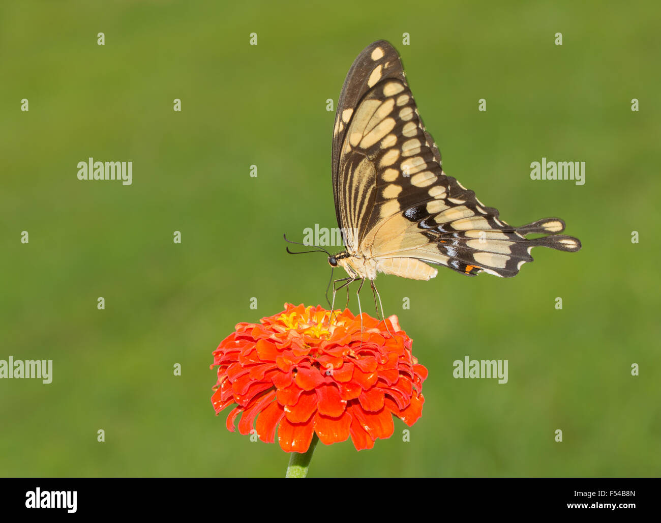Ventralen Blick auf einen riesigen Schwalbenschwanz-Schmetterling auf einer orange Zinnia Blume Stockfoto