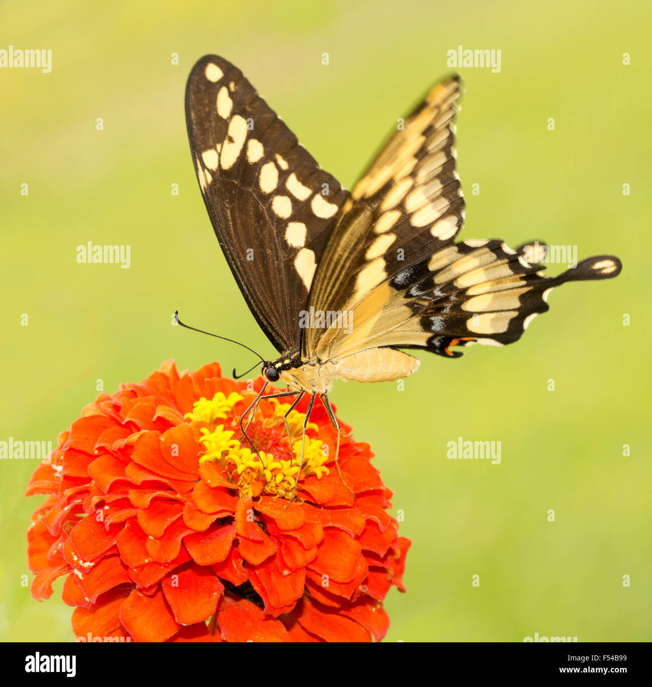 Riesige Schwalbenschwanz Schmetterling Fütterung auf eine helle rote Zinnie Stockfoto