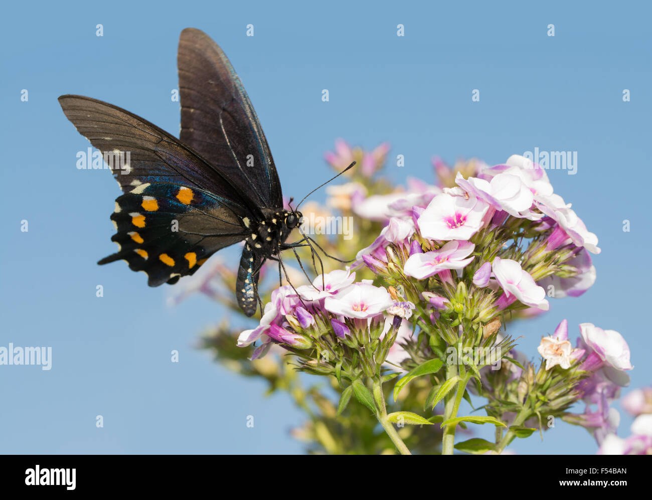 Fütterung auf Phlox Blumen gegen strahlend blauen Sommerhimmel grüner Schwalbenschwanz-Schmetterling Stockfoto