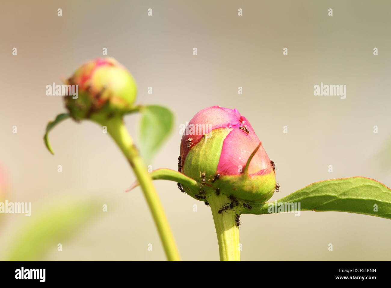 Rosa Pfingstrose Knospe von Ameisen, ornamentalen Garten Schädling befallen Stockfoto