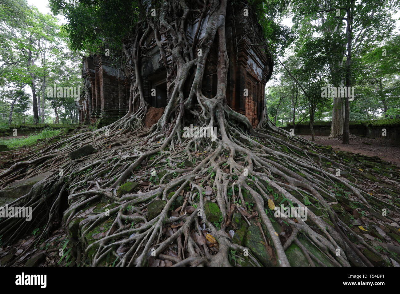 Wurzeln, die abfließende Tempel in Koh Ker, Kambodscha Stockfoto