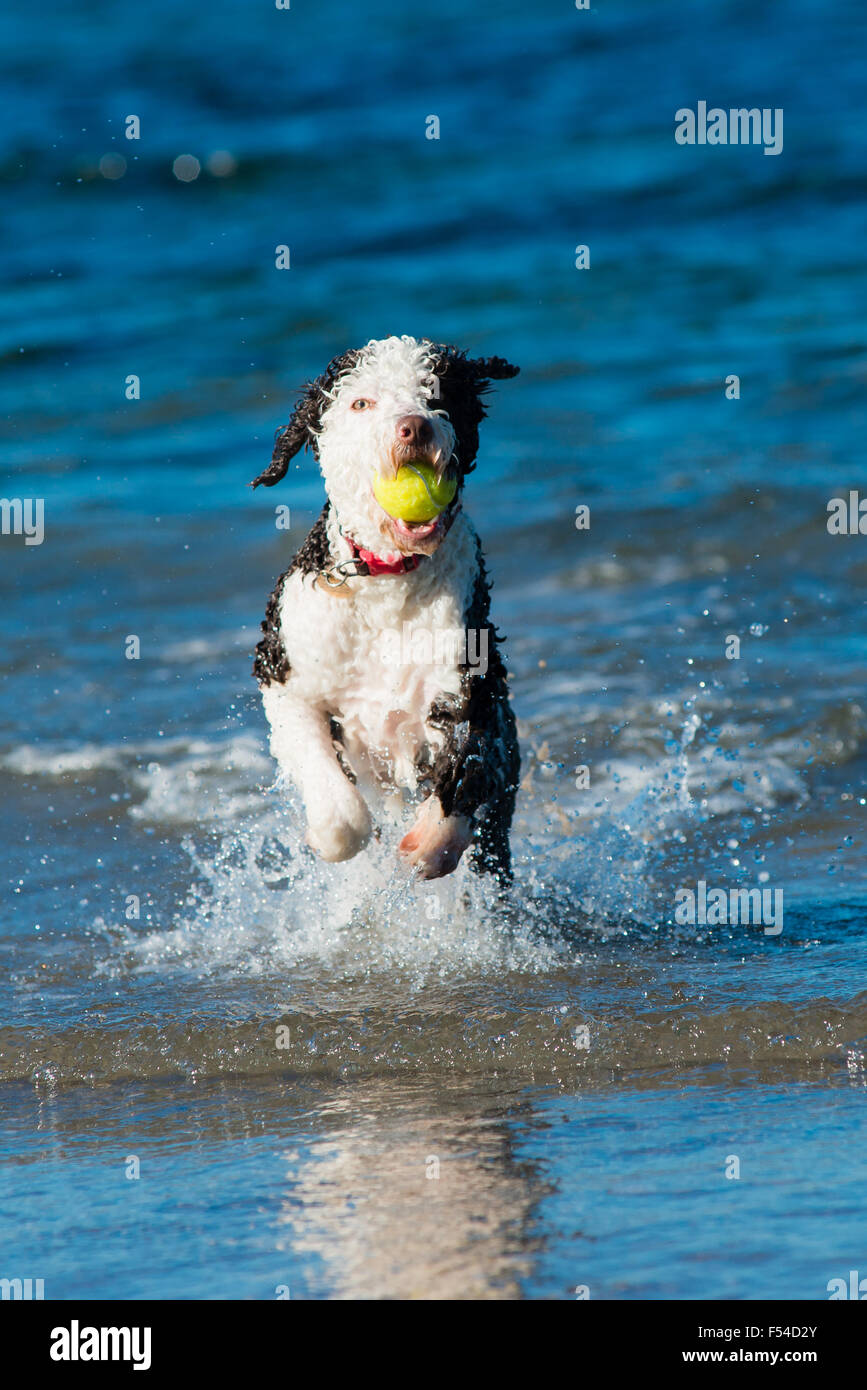 Spanische Wasserhund Spaß am Strand im Wasser mit Tennisball Stockfoto