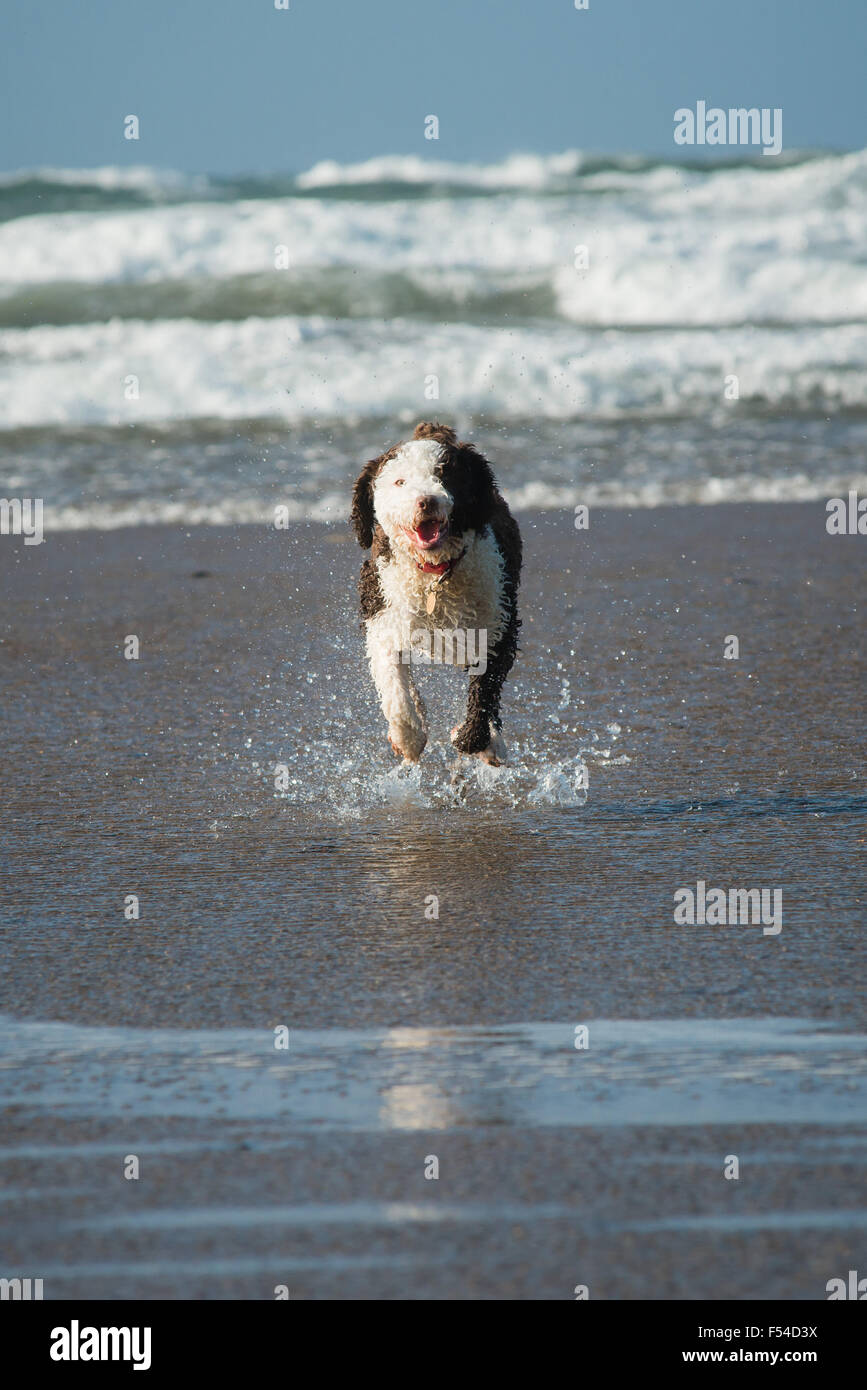 Spanische Wasserhund Spaß am Strand splash Stockfoto