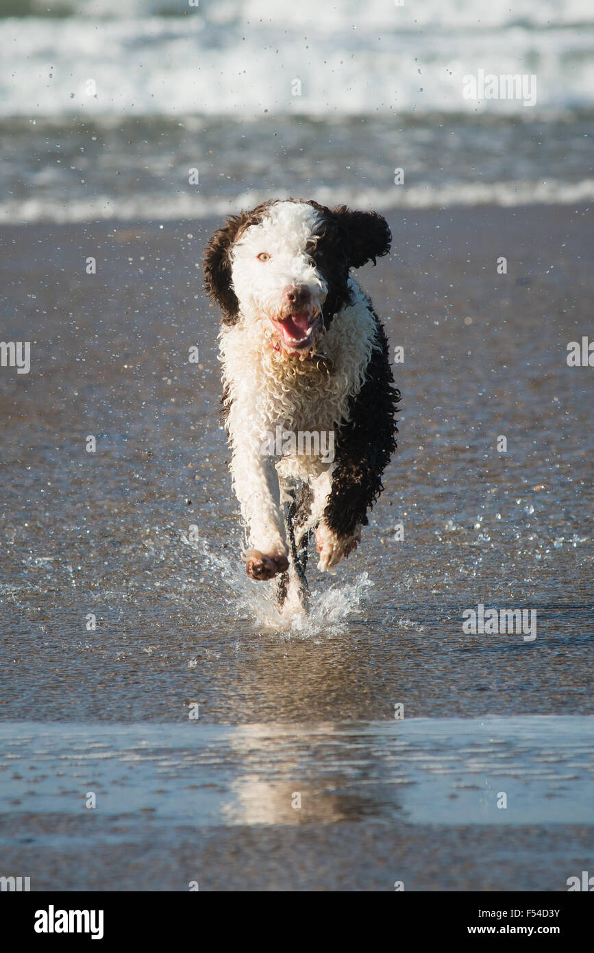 Spaß am Strand plantschen spanische Wasserhund Stockfoto