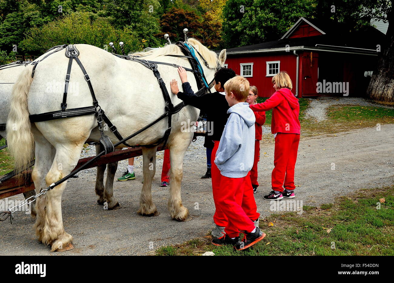 Lancaster, Pennsylvania: Schulkinder in roten Uniformen, klopfte ein Team von weißen Pferden im Landis Valley & Bauernhof Museum Stockfoto