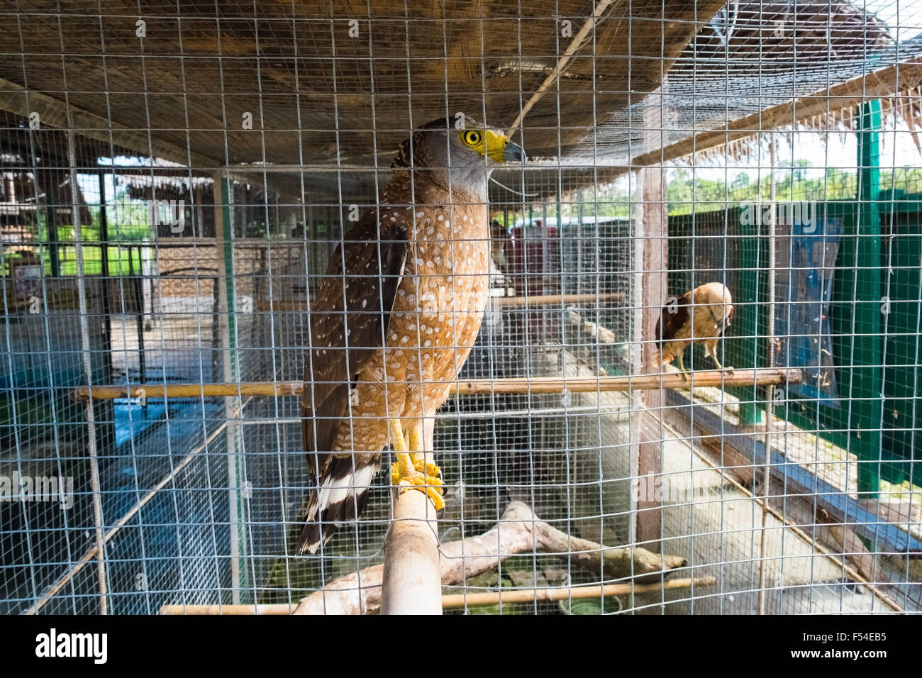 Crested Serpent Eagle (Spilornis Cheela) in Gefangenschaft, Bohol, Philippinen Stockfoto