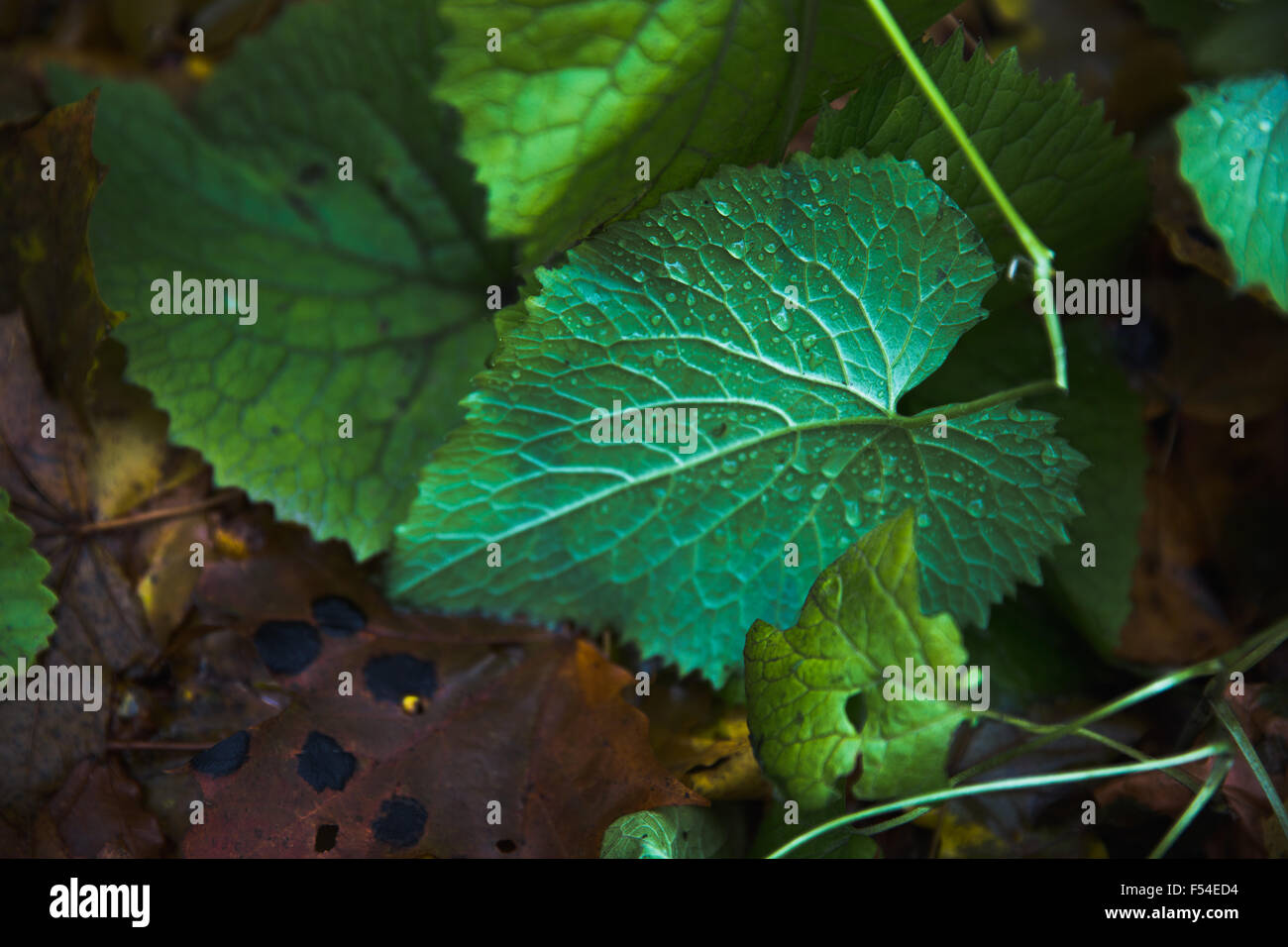 Grüne Blätter Stockfoto
