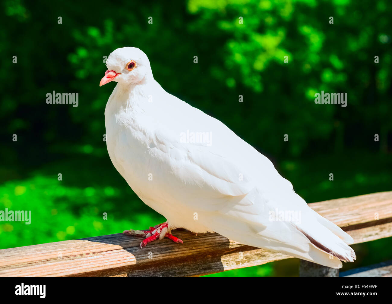 Weiße Tauben sitzen auf Zaun in Sommertag Stockfoto