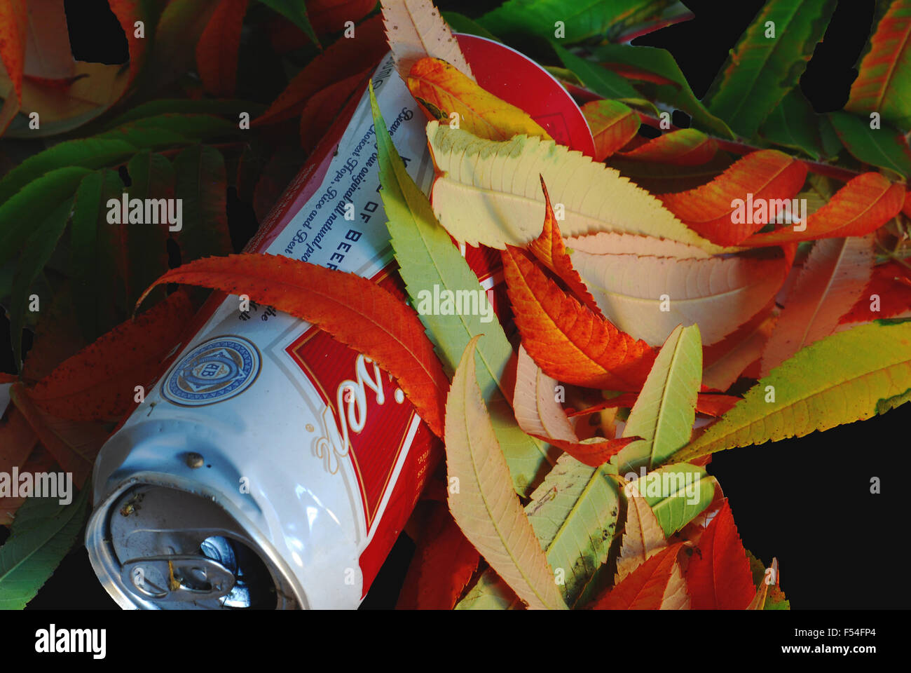 Herbst, Blätter, Blatt, Orange, grün, gelb, Rost, Stockfoto