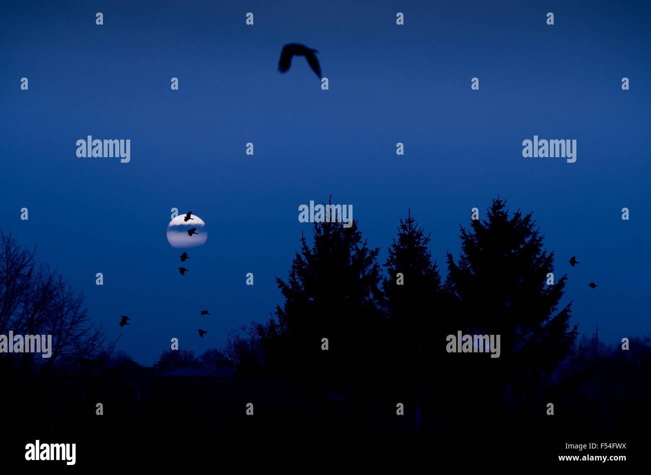 Vollmond Krähen Silhouette, Vögel fliegen über Bäume im dunklen Halloween gruselige Szenerie in Mitternacht, Abenddämmerung Landschaft... Stockfoto
