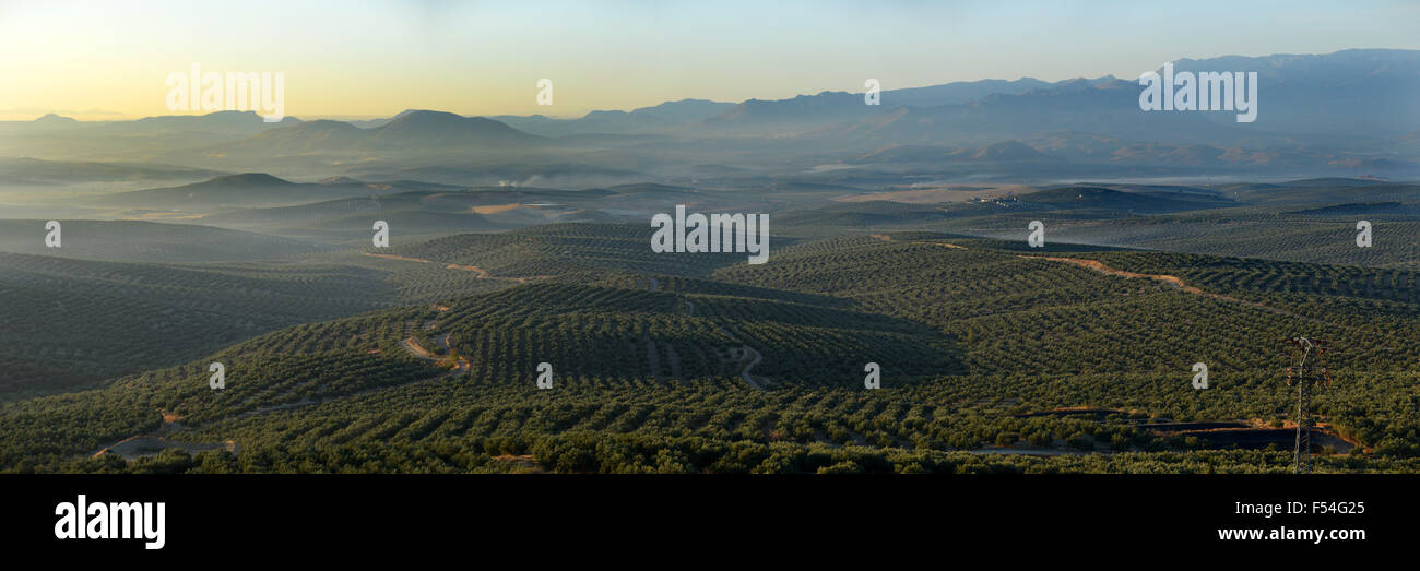 Blick auf Olivenhaine und Naturpark Sierra Magina aus Ubeda in Andalusien Spanien Stockfoto