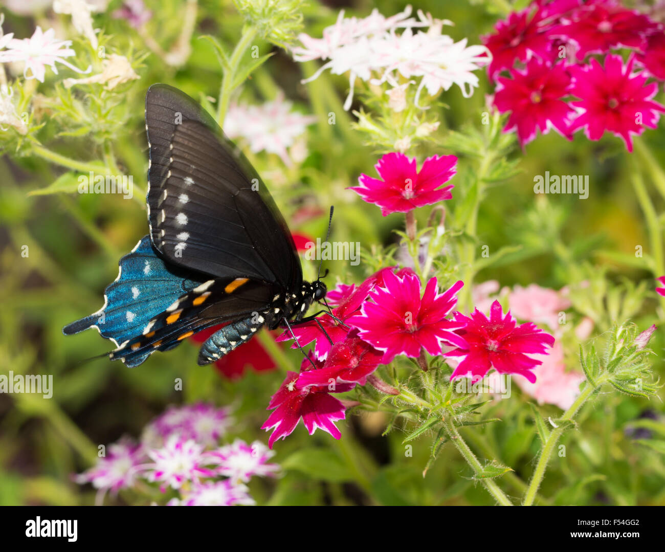 Pipevine Schwalbenschwanz Schmetterling Fütterung auf brillante Rosa Sterne Phlox Blumen im Sommergarten Stockfoto