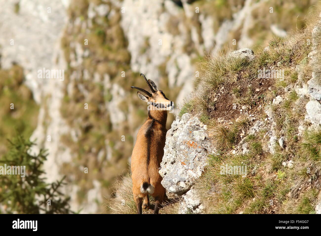 Rupicapra Carpatica in Ceahlau Bergen, rumänische Gämsen in die Kamera schaut Stockfoto