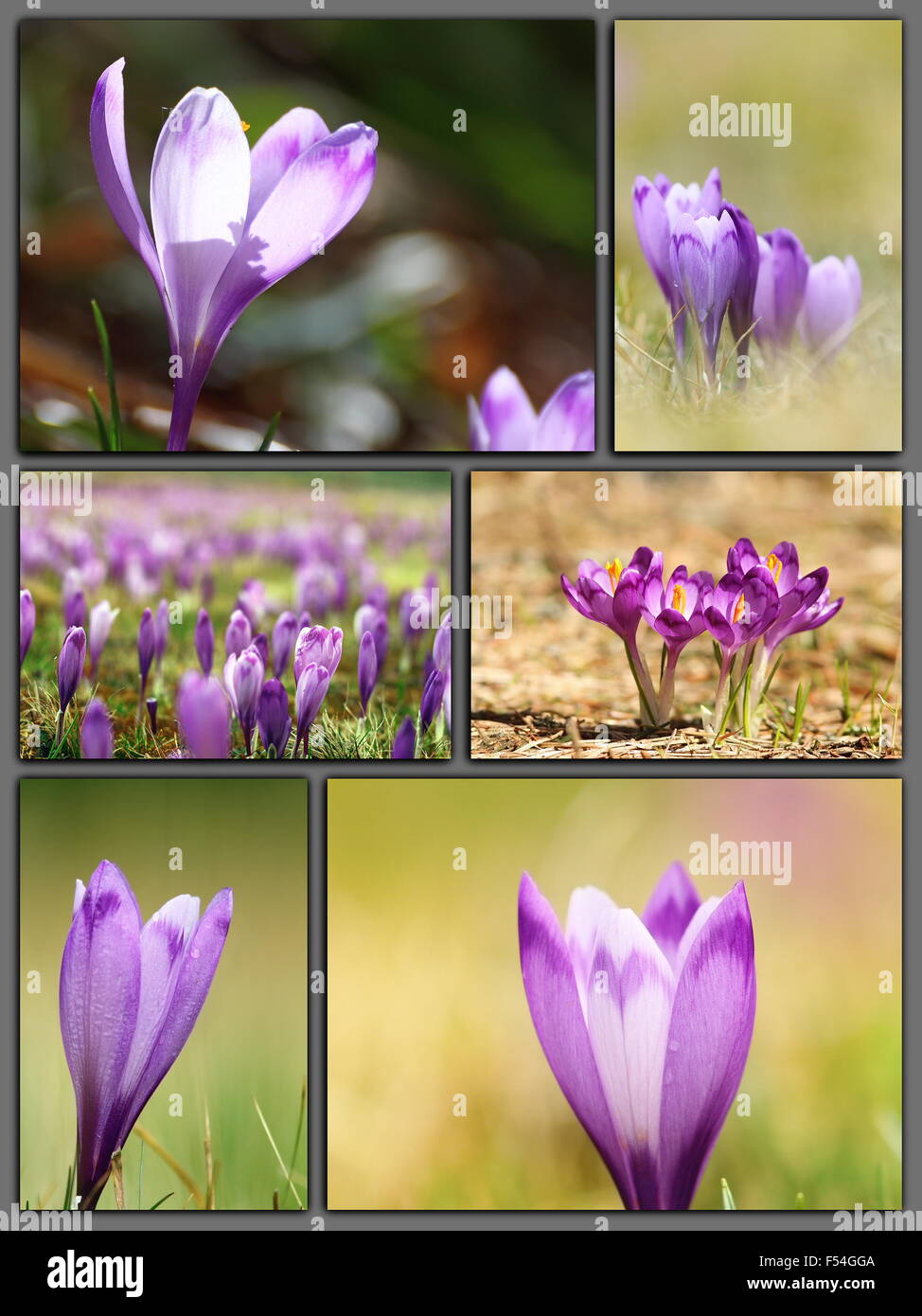 Frühling-Postkarte mit wilden Blumen, schöne Krokusse, frühe Pflanzen in voller Blüte Stockfoto