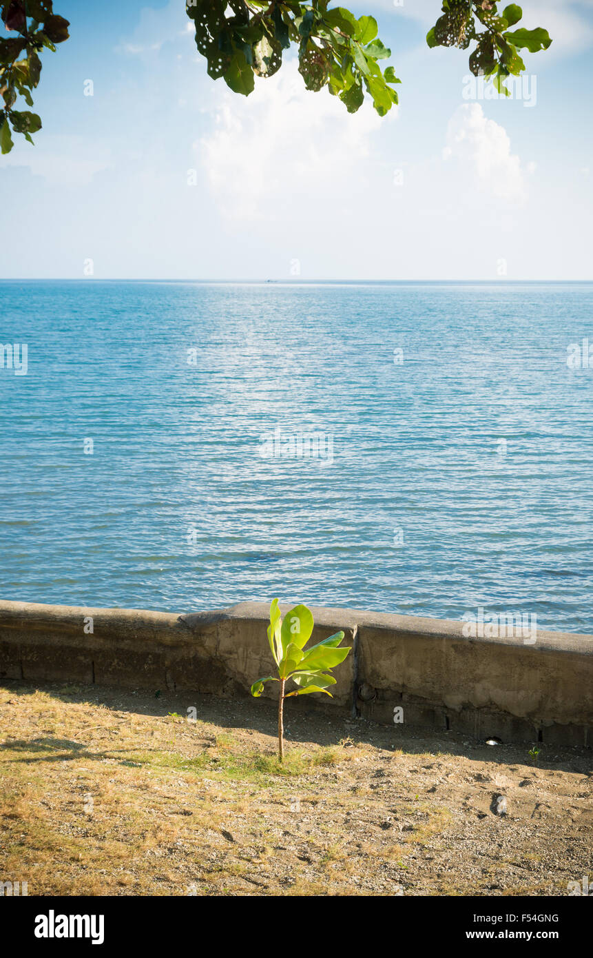 junger Baum an einem tropischen Strand auf den Philippinen Stockfoto