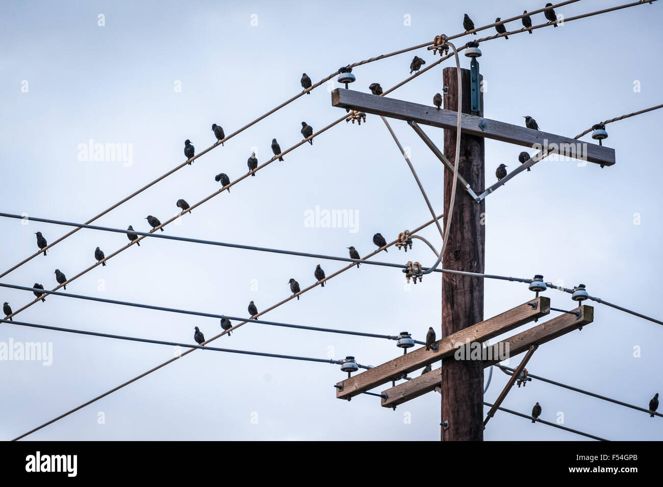 Ein Vogelschwarm Barsch auf Stromleitungen in Muskogee, Oklahoma. USA. Stockfoto