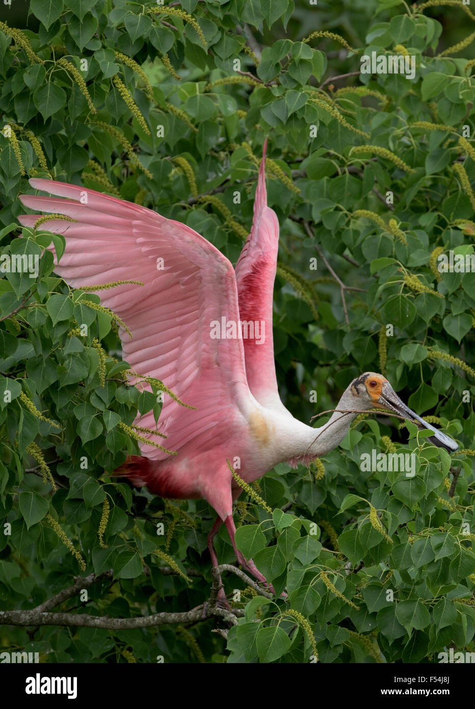 Rosige Löffler sammeln Nistmaterial Stockfoto