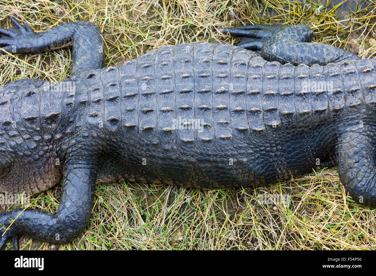 Amerikanischer Alligator von Sumpf in den Everglades von Florida, Vereinigte Staaten von Amerika Stockfoto