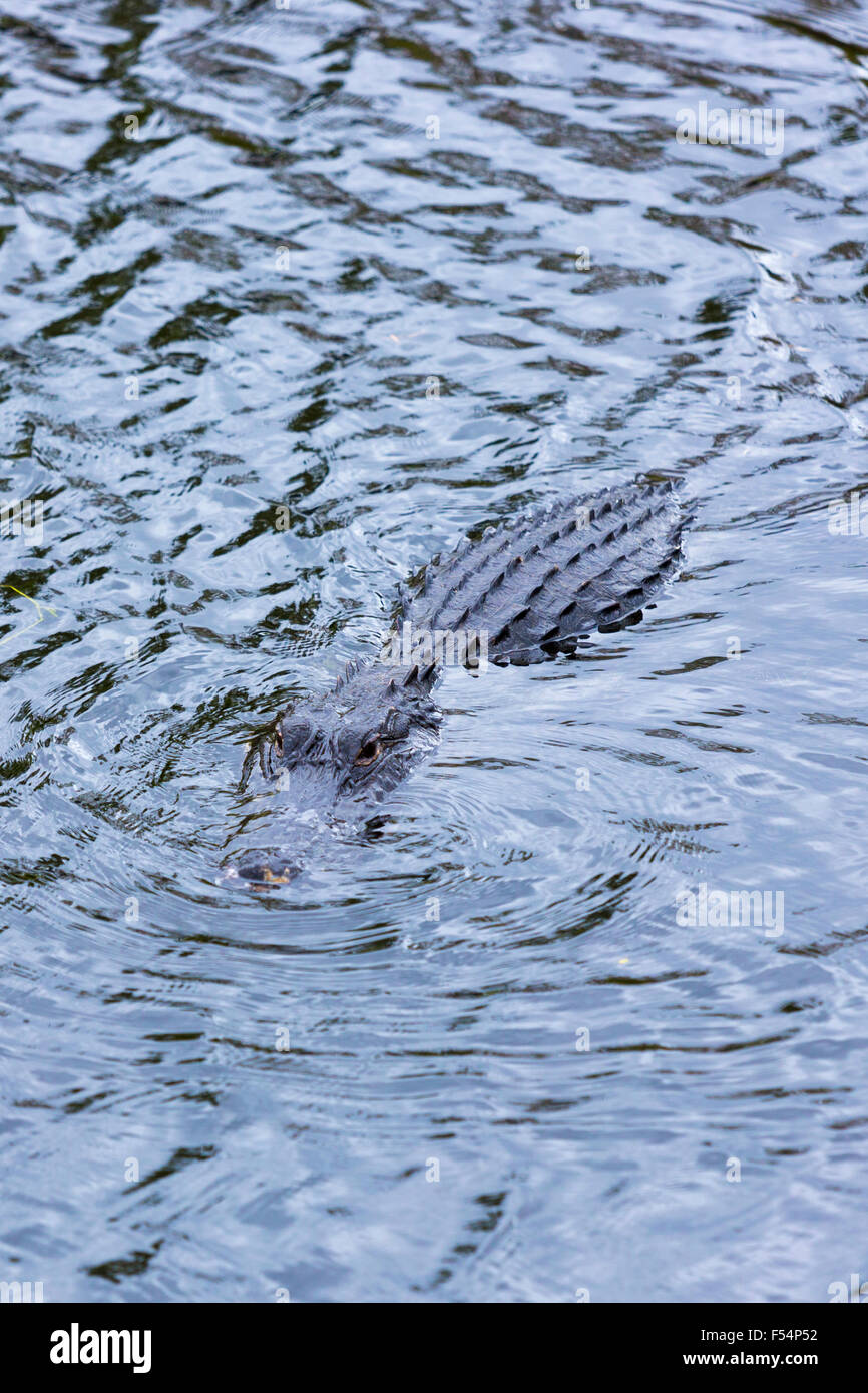 Amerikanischer Alligator Schwimmen im Fluss in den Everglades von Florida, Vereinigte Staaten von Amerika Stockfoto