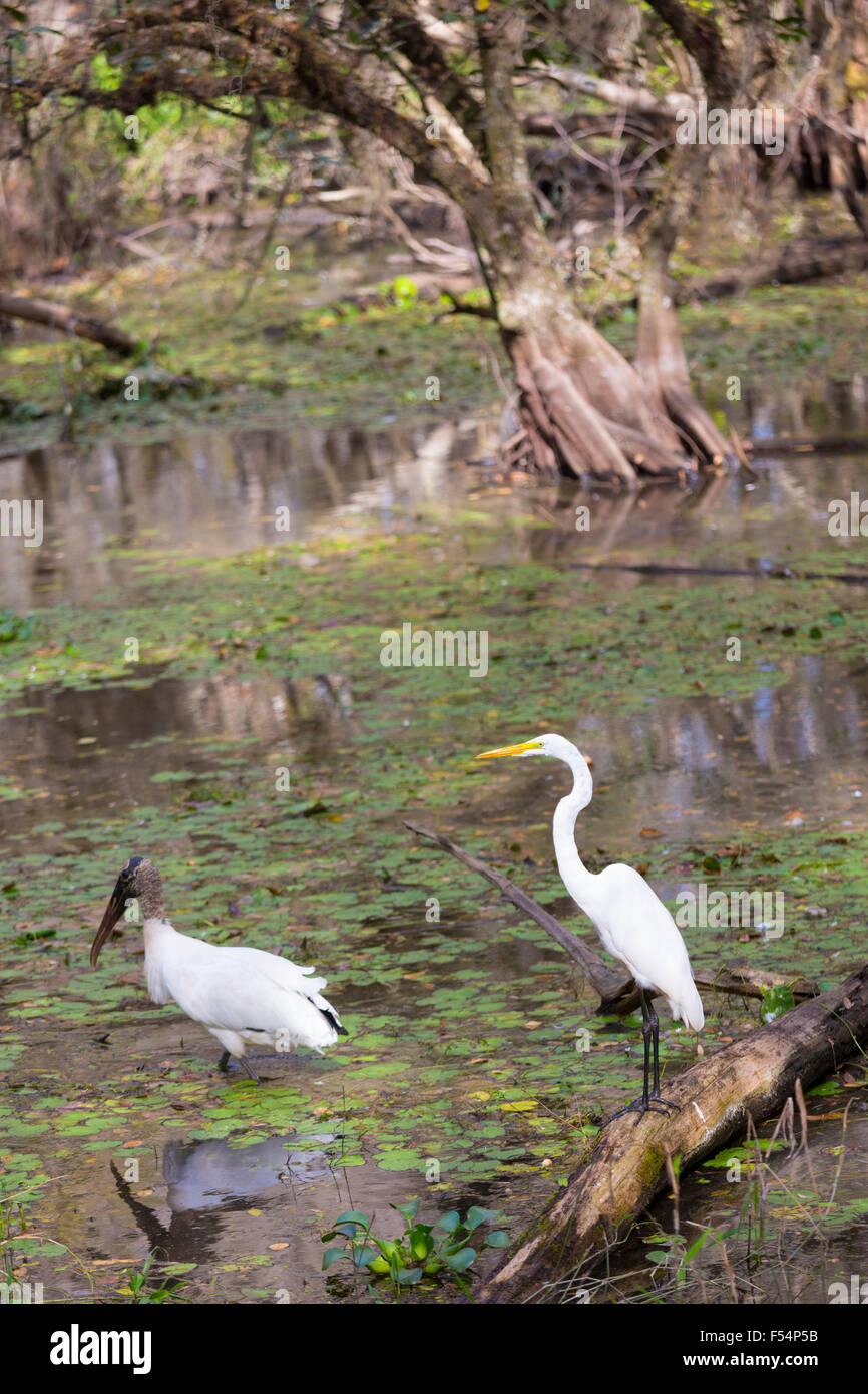 Silberreiher und seltenen Holz Storch Mycteria Americana zusammenstehen in Sümpfen in Florida Everglades, USA Stockfoto