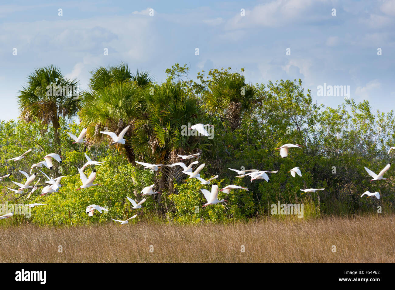 Herde der Silberreiher - Ardea Alba, Holz Storch - Mycteria Americana, Vögel im Flug über Feuchtgebiete in Florida Everglades, USA Stockfoto