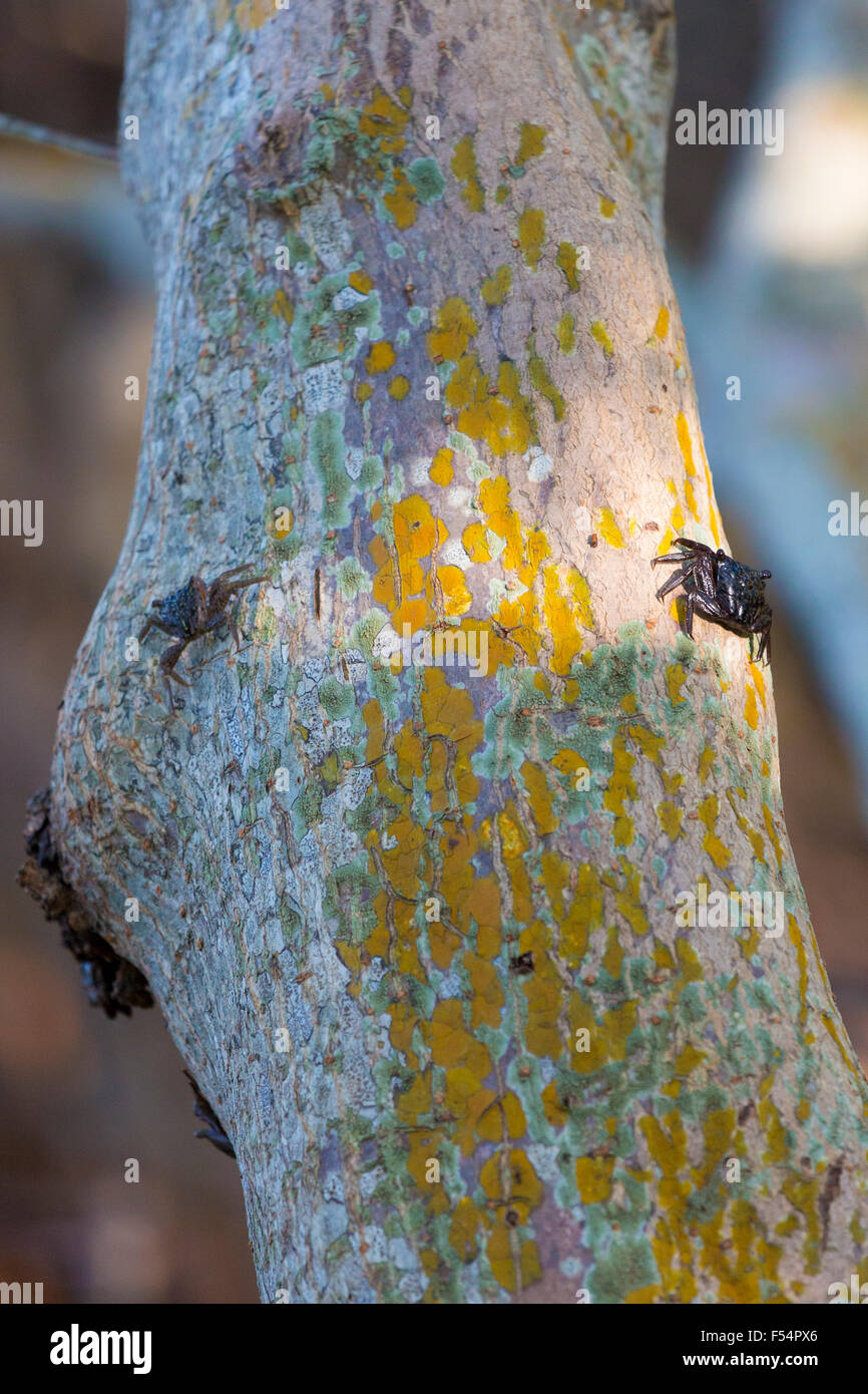 Mangrove Tree Krabben, Aratus Pisonii bei j.n. Ding Darling National Wildlife Reserve, Captiva Island, Florida, USA Stockfoto