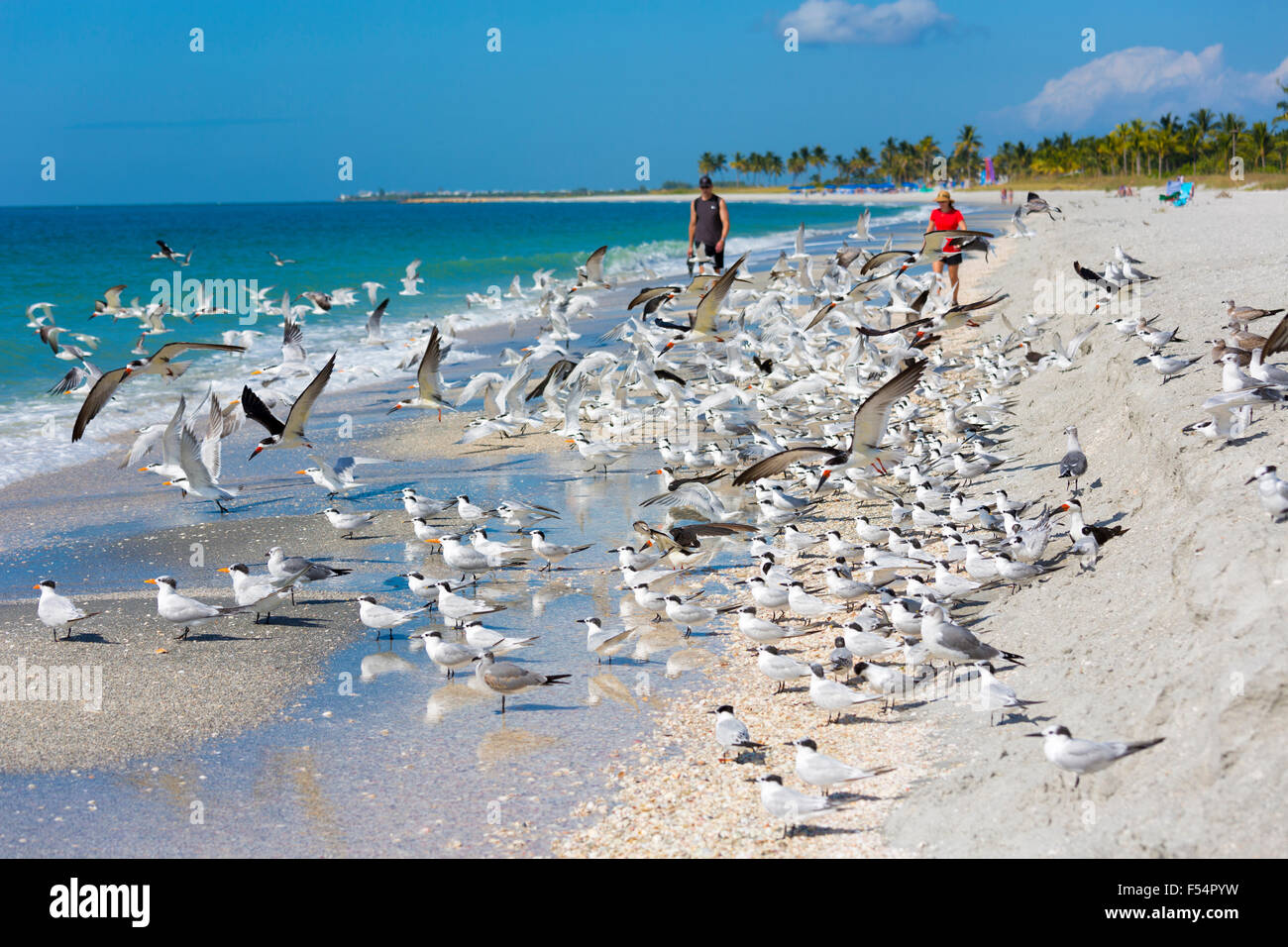 Touristen zu Fuß unter Küstenvögel und Watvögel - Skimmer, Willets, Seeschwalben - am Ufer der Küste auf Captiva Island, Florida, USA Stockfoto