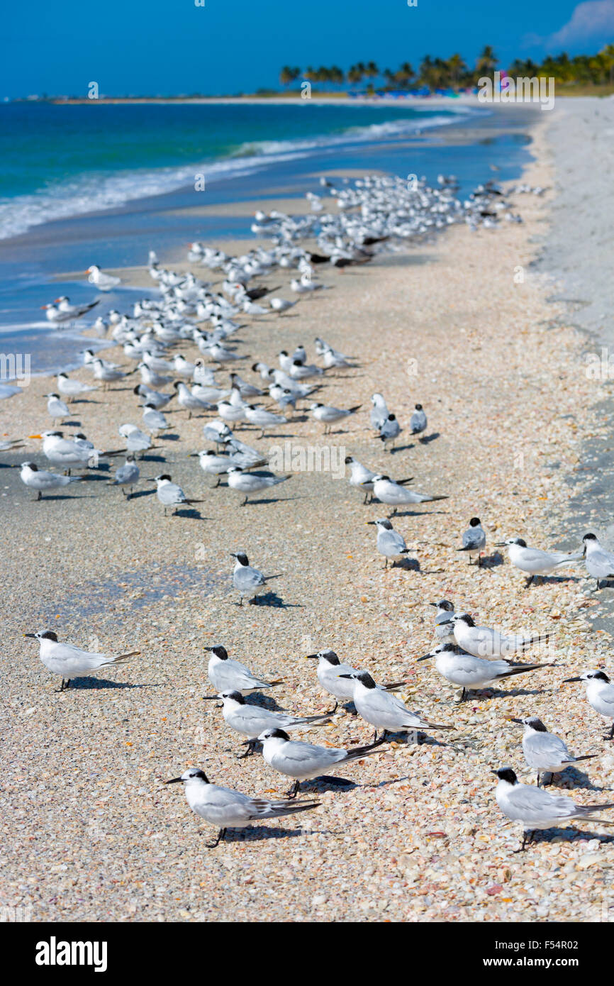 Königliche Seeschwalben, Thalasseus Maximus, Beflockung am Strand von Captiva Island, Florida, USA Stockfoto