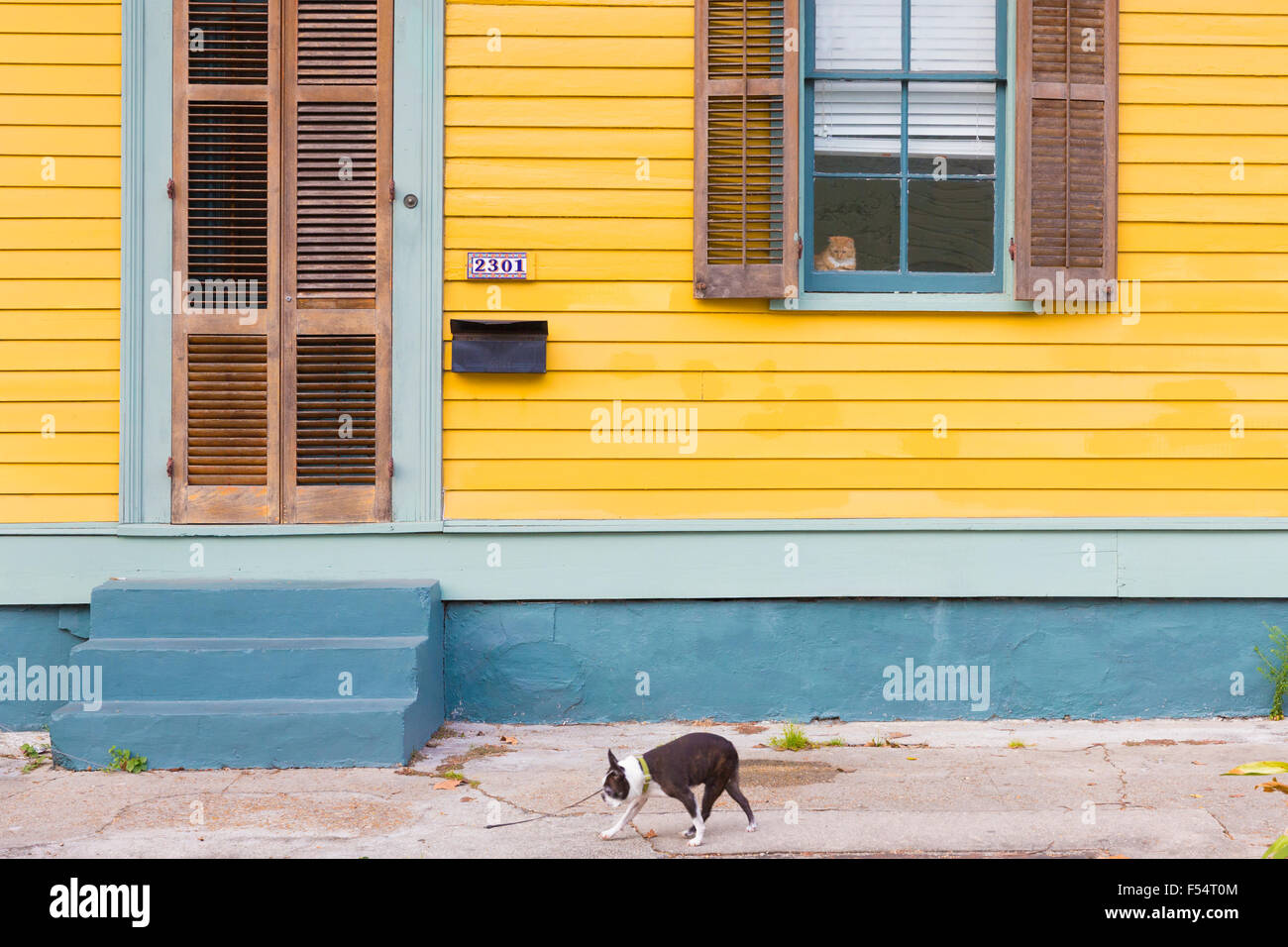 Katze sicher zu Hause wachsam und beobachten Hund Pass auf Bürgersteig im Faubourg Marigny historischen Bezirk von New Orleans, USA Stockfoto