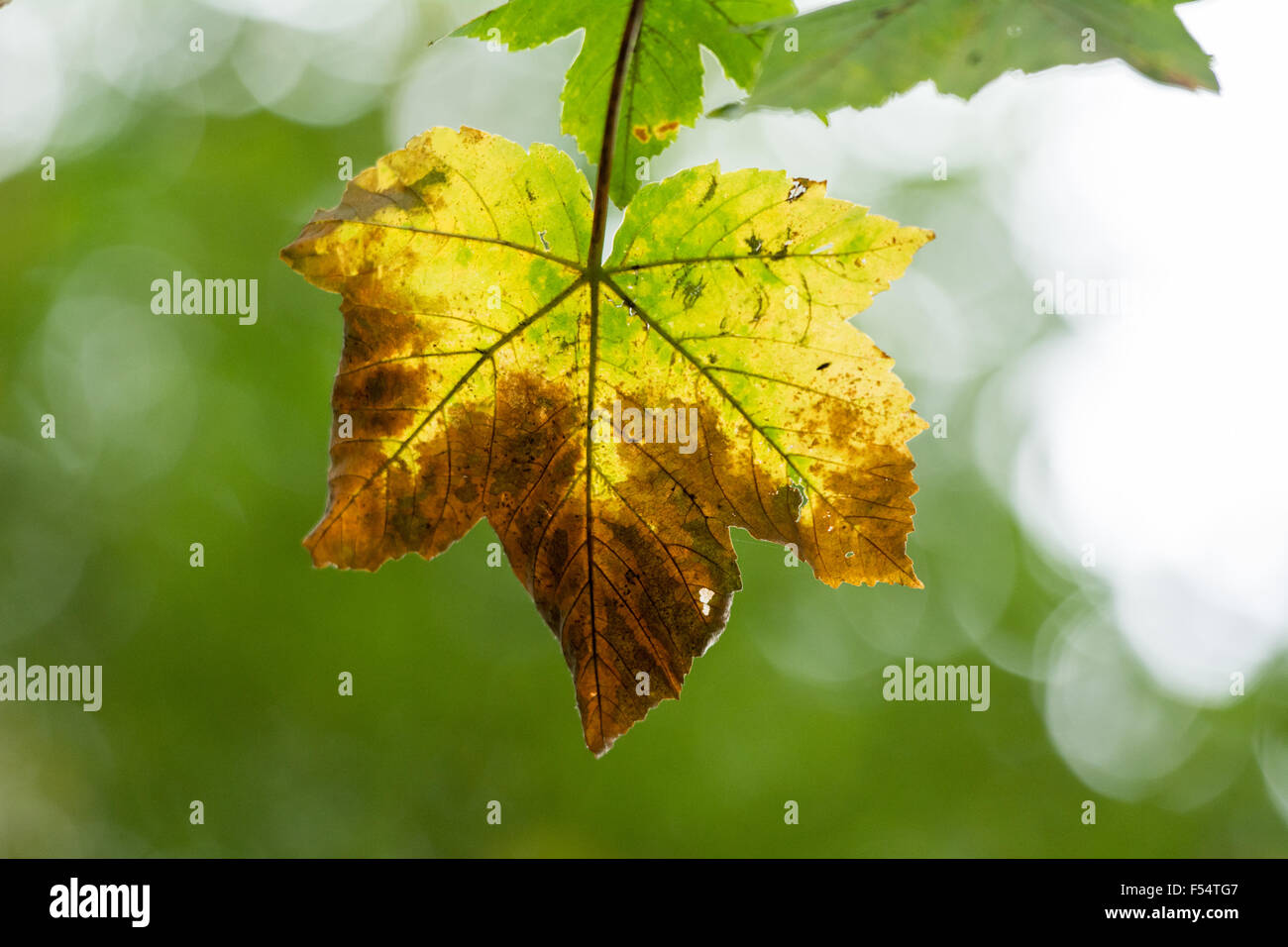 Ahorn Baum Blatt drehen gelb und braun im Herbst gegen Wald bokeh Stockfoto