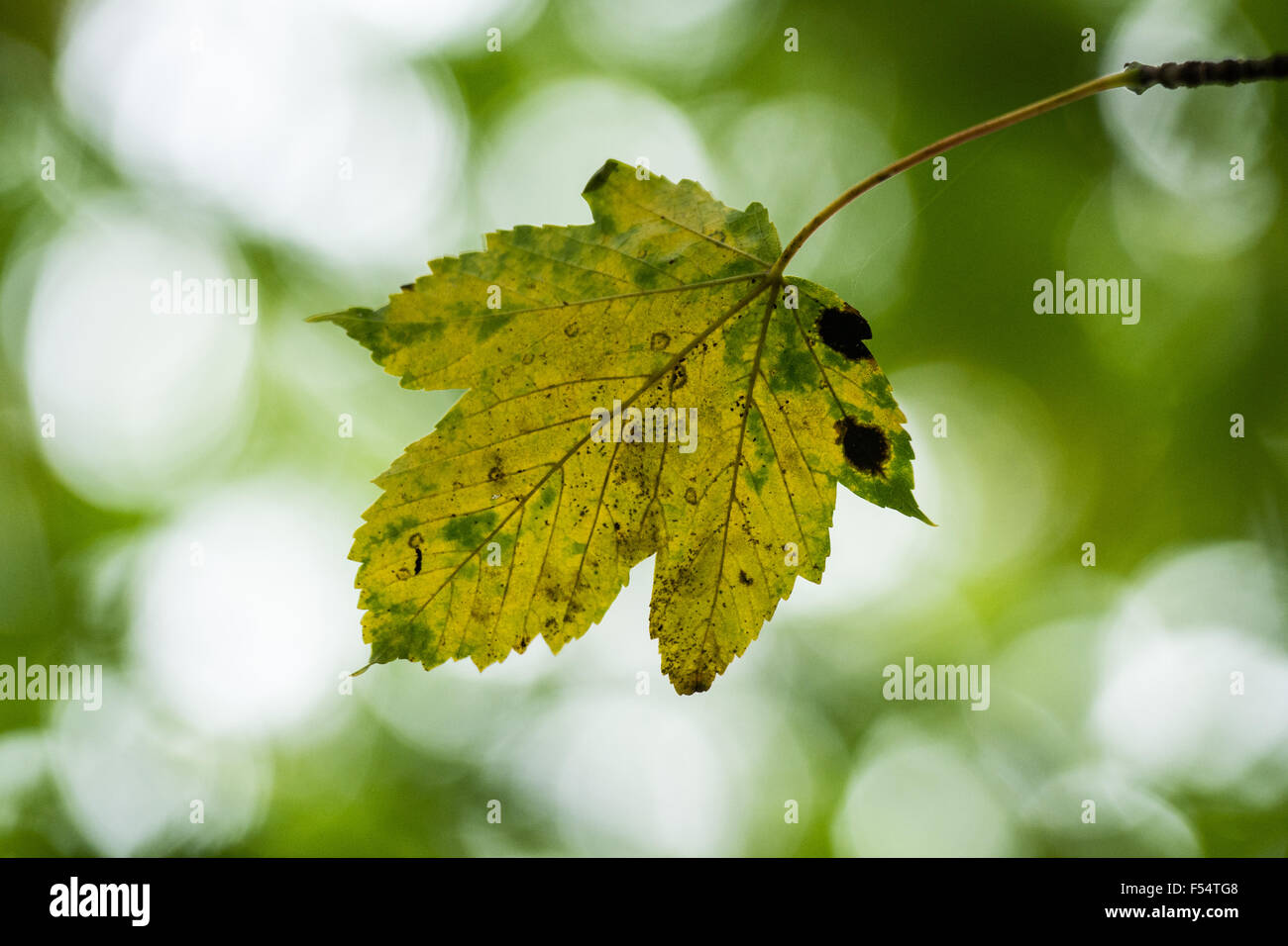 Ahornblatt im Herbst mit Teer Fleck Pilzerkrankung Stockfoto