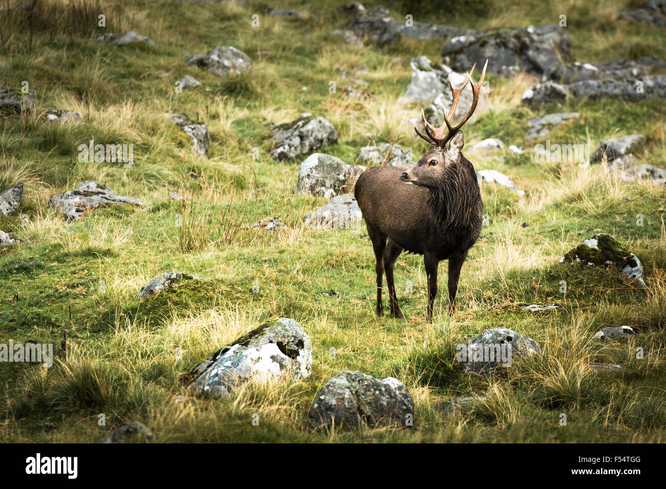 Hirsch mit Geweih in Glendalough Tal im Hochland von Wicklow in Irland Stockfoto