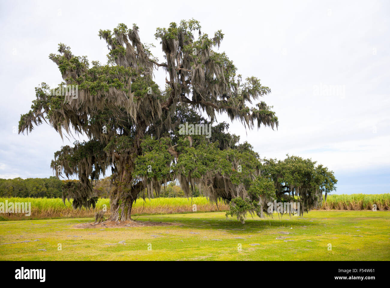 Südliche Phaseneiche Baum, Quercus Virginiana, bedeckt mit spanischem Moos, Tillandsia Usneoides in Cajun Land, Louisiana, USA Stockfoto