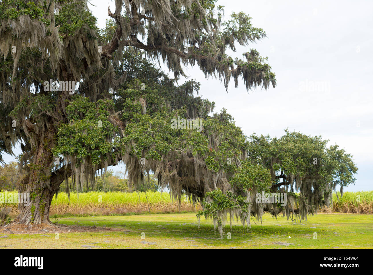 Südliche Phaseneiche Baum, Quercus Virginiana, bedeckt mit spanischem Moos, Tillandsia Usneoides in Cajun Land, Louisiana, USA Stockfoto