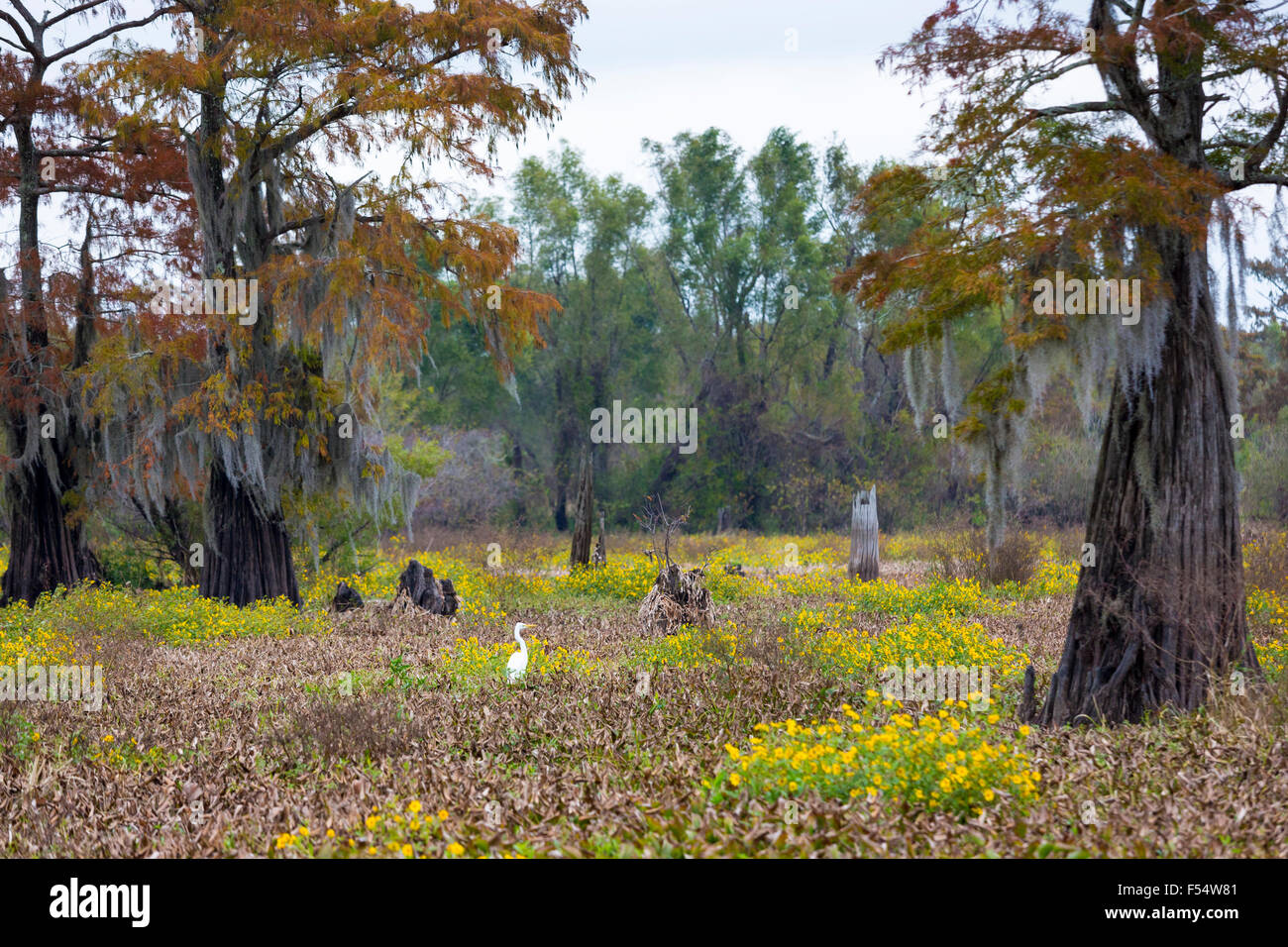 Großer Reiher Vogel, Ardea Alba und kahle Zypresse Bäume im Atchafalaya Swamp National Wildlife Reserve Bayou Country, Louisiana, USA Stockfoto