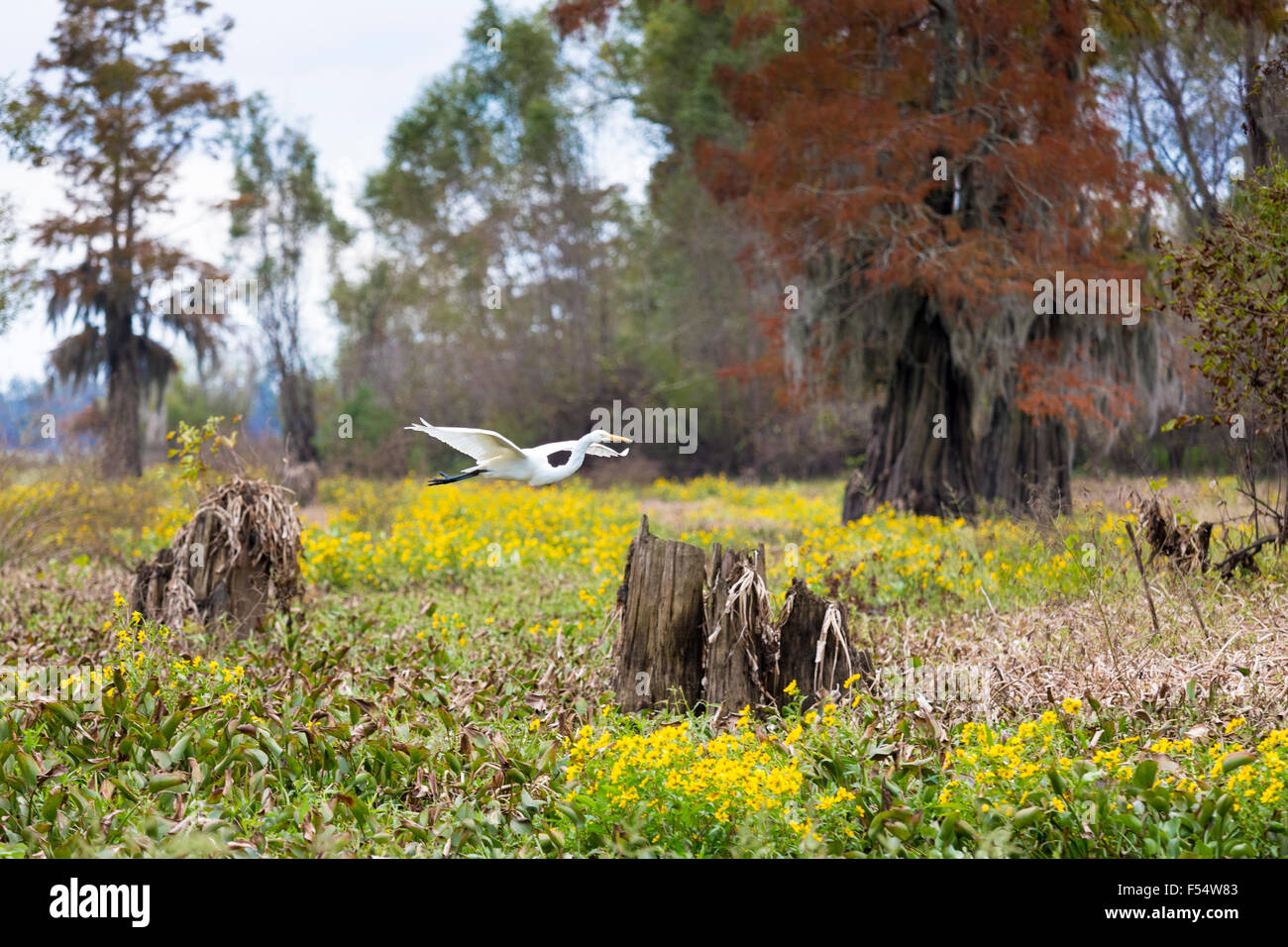 Großer Reiher Vogel fliegt durch kahle Zypresse Bäume und Gänseblümchen im Atchafalaya Swamp National Wildlife Reserve, Louisiana USA Stockfoto