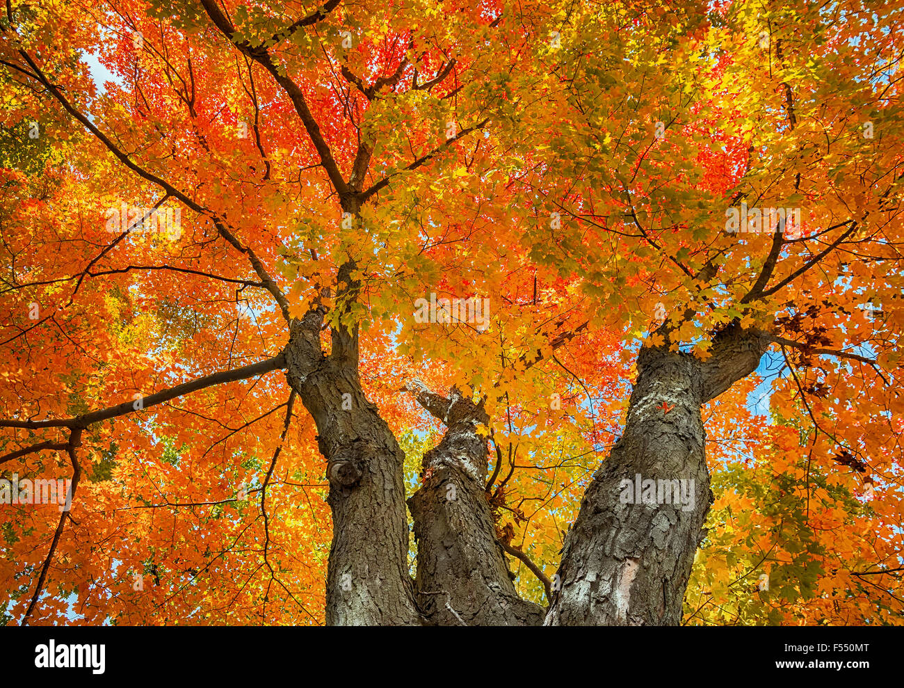 Blick nach oben von einem großen Ahornbaum mit rot, gelb und orange Herbst Blätter gegen Himmel Stockfoto
