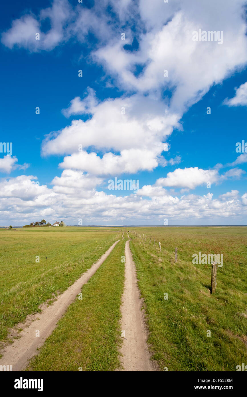 DEU, Deutschland, Schleswig-Holstein, Nordsee, Amrum Insel, Wiesen auf das Wattenmeer an der Ostküste der Insel in der Nähe von Norddo Stockfoto